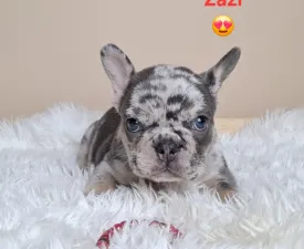 Zazi - French Bulldog Puppy for sale
