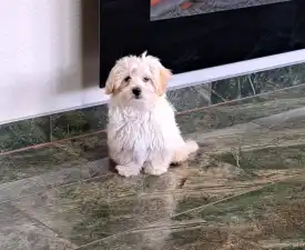 Deres - Havanese eladó kiskutya