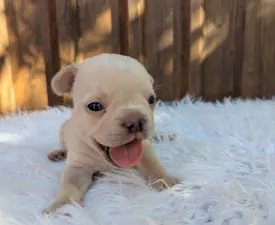 Anakin - Francia bulldog eladó kiskutya