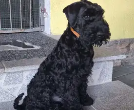 Badacsonyalja Daire Blue Pride - Kerry Blue Terrier Angebotener Welpe