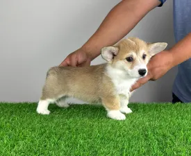 Rina - Pembroke Welsh Corgi eladó kiskutya