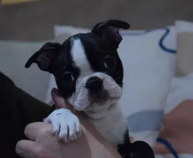 Nadja - Boston Terrier Cucciolo in vendita