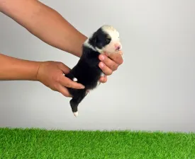 Gamma - Australian Shepherd Angebotener Welpe
