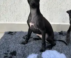 Emilio - Italienisches Windspiel Angebotener Welpe