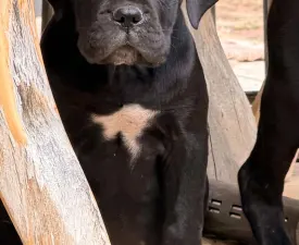 Tina - Cane Corso Italiano Puppy for sale