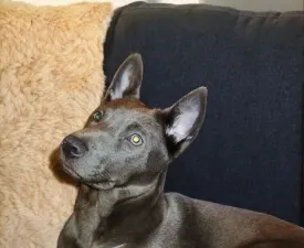 Brook Wild-romance Of Chiang Exotic Wolfs - Thai Ridgeback Dog Puppy for sale
