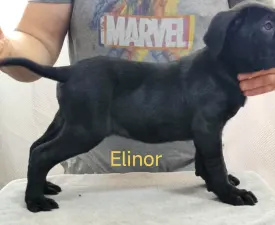 Forza Di Diavolo Elinor - Cane Corso Italiano Puppy for sale