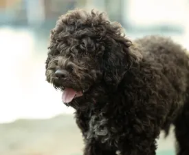 Stelle Del Lagotto Amore Royal Velvet - Лаготто-романьоло Щенок на продажу
