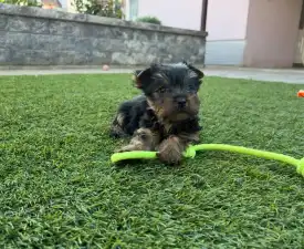 Zoé - Yorkshire Terrier Puppy for sale