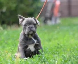 Magnus - Französische Bulldogge Angebotener Welpe