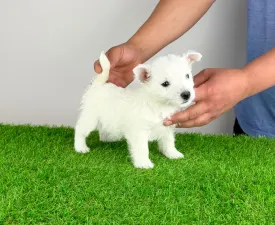 Jette - West highland white teriér Štěně na prodej