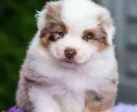 Winstead Hug Me Tight - Miniature American Shepherd Puppy for sale