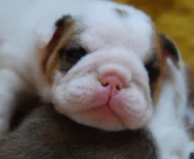 Rengőhegyi-ormán Dallas - Bulldog Puppy for sale