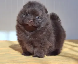 Brownie  - Poméranien Chiot à vendre