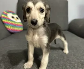 Xayra - Ogar afgan Cățeluș de vânzare