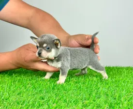 Patty - Chihuahua Puppy for sale