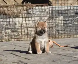 Bravados Chiemi - Shiba Puppy for sale