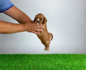 Wimpie - Cavalier King Charles Spaniel Puppy for sale