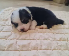 Danny - Welsh Corgi Pembroke Puppy for sale