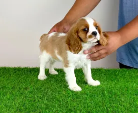 Tici - Cavalier King Charles Spaniel Angebotener Welpe