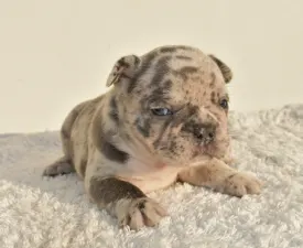 Szelina - French Bulldog Puppy for sale