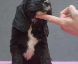 Kephallénia Oceanus Merkúr  - English Cocker Spaniel Puppy for sale