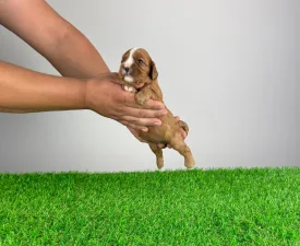 Zeni  - Cavalier King Charles Spaniel Puppy for sale