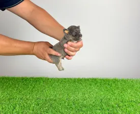 Ossy - Chihuahua Cățeluș de vânzare