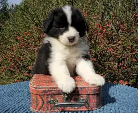 Gingers Heritage Jasper Bloom - Border Collie Puppy for sale