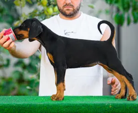 Kincsem  - Dobermann eladó kiskutya