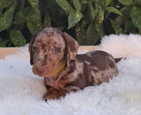 Bernard - Dackel Angebotener Welpe