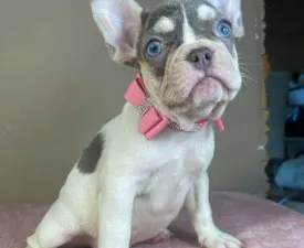 Alise - French Bulldog Puppy for sale