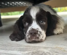 Churro Of Your Brilliand Diamond - Американский кокер-спаниель Щенок на продажу