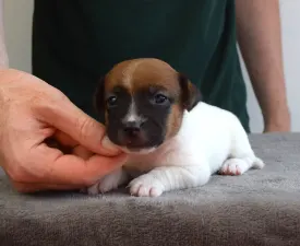 Xito - Jack Russell Terrier Puppy for sale