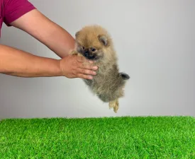Annabell - Pomeranian eladó kiskutya