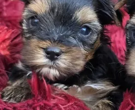 Happy Day - Yorkshire Terrier Puppy for sale