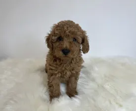 Odett - Poodle Miniature Puppy for sale