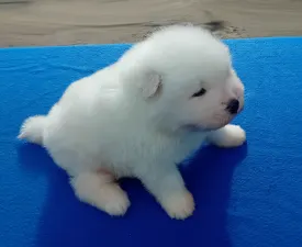 Golfi - Samoyed Puppy for sale