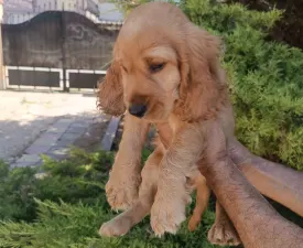 Charlie - Englischer Cocker Spaniel Angebotener Welpe