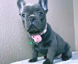 Barbie - French Bulldog Puppy for sale