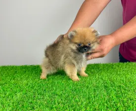 Asia - Pomeranian eladó kiskutya
