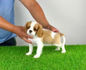 Penta - Cavalier King Charles Spaniel Chiot à vendre