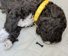 Ürömi Szarvasgombász Jozefin - Lagotto romagnolo Cucciolo in vendita