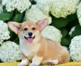 Gingers Heritage Lord Aeron - Welsh Corgi Pembroke Puppy for sale