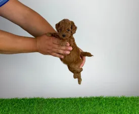 Tami - Poodle Miniature Puppy for sale