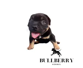 Silvanberry - Amerikai Bully - Standard eladó kiskutya