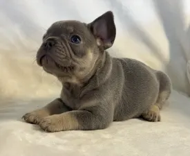 Bruno - Francia bulldog eladó kiskutya