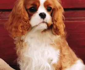 Arisa Harmony Of Life  - Cavalier King Charles spániel eladó kiskutya