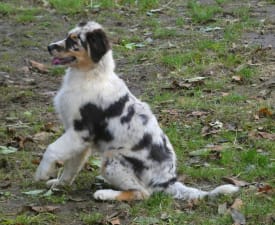 Candybelldream Call It Love - Australian Shepherd Puppy for sale