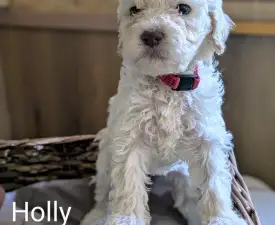 Ürömi Szarvasgombász Holly - Romagna Water Dog Puppy for sale